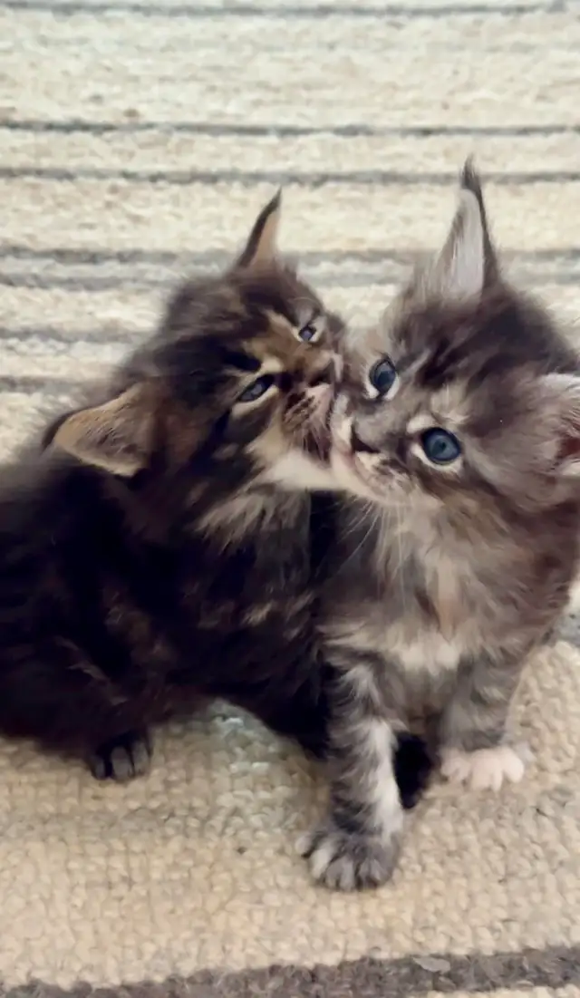 Purebred Maine Coon Kittens – Now Open for Reservation!