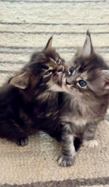 Purebred Maine Coon Kittens – Now Open for Reservation!