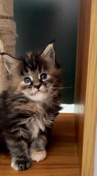 Purebred Maine Coon Kittens – Now Open for Reservation! - Photo 2