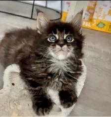 Purebred Maine Coon Kittens – Now Open for Reservation! - Photo 3
