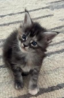 Purebred Maine Coon Kittens – Now Open for Reservation! - Photo 4