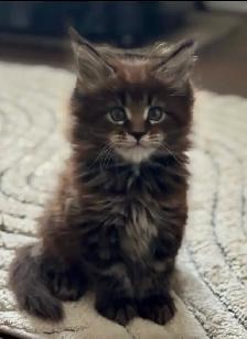 Purebred Maine Coon Kittens – Now Open for Reservation! - Photo 5