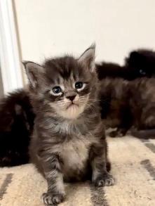 Purebred Maine Coon Kittens – Now Open for Reservation! - Photo 6