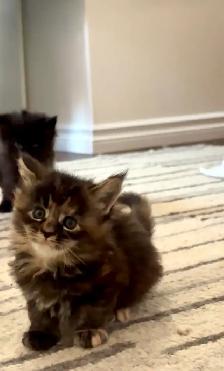 Purebred Maine Coon Kittens – Now Open for Reservation! - Photo 7