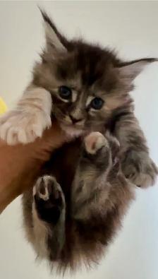 Purebred Maine Coon Kittens – Now Open for Reservation! - Photo 8