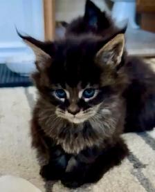 Purebred Maine Coon Kittens – Now Open for Reservation! - Photo 9