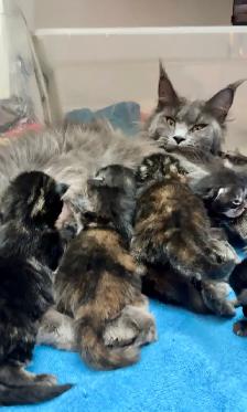 Purebred Maine Coon Kittens – Now Open for Reservation! - Photo 10