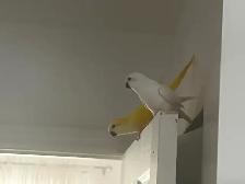Oiseau Quaker Jaune