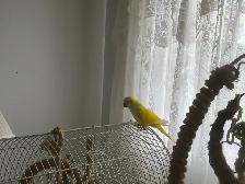 Oiseau Quaker Jaune - Photo 2