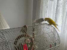 Oiseau Quaker Jaune - Photo 3