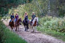 Pension pour chevaux - Photo 2