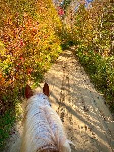 Pension pour chevaux - Photo 6