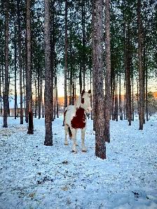 Pension pour chevaux - Photo 7