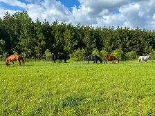 Pension pour chevaux - Photo 9