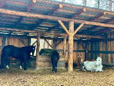 Pension pour chevaux - Photo 10