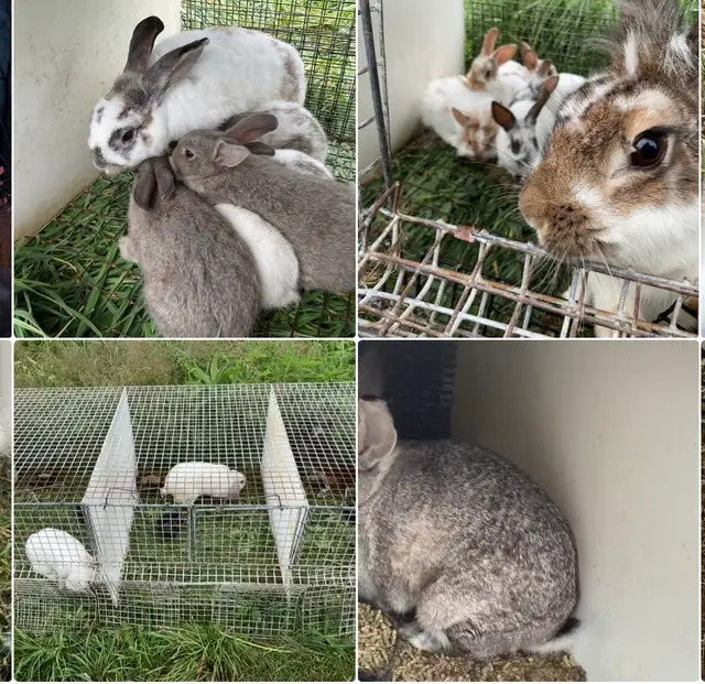 Colony of Rabbits