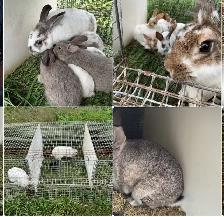 Colony of Rabbits