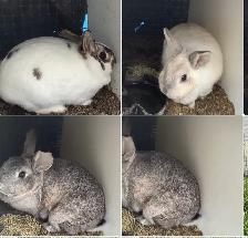 Colony of Rabbits - Photo 2
