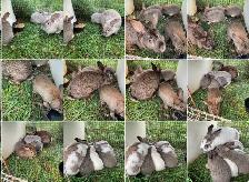 Colony of Rabbits - Photo 3