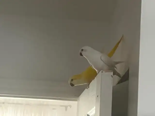 Quaker Oiseau Blanche