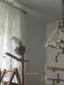 Quaker Oiseau Blanche - Photo 3
