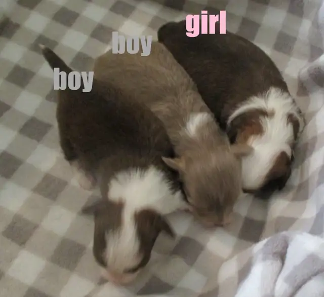 'Chihuahua's Adorable, Long Haired'