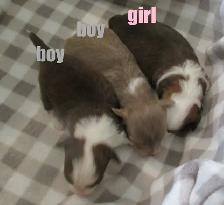 'Chihuahua's Adorable, Long Haired'