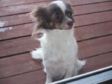 'Chihuahua's Adorable, Long Haired' - Photo 2