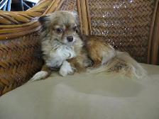 'Chihuahua's Adorable, Long Haired' - Photo 3