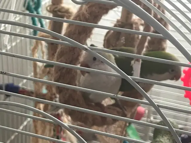 Couple de Quaker, cage et nid