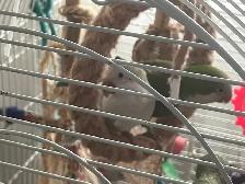 Couple de Quaker, cage et nid