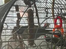 Couple de Quaker, cage et nid - Photo 2