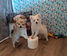 Pom Pomeranian puppies