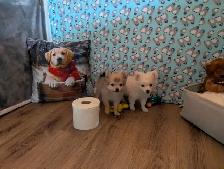 Pom Pomeranian puppies - Photo 2