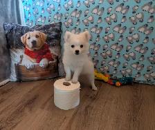 Pom Pomeranian puppies - Photo 3