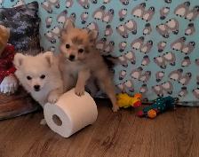 Pom Pomeranian puppies - Photo 4