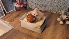 Pom Pomeranian puppies - Photo 5
