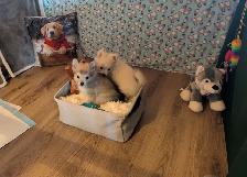 Pom Pomeranian puppies - Photo 6