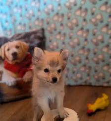 Pom Pomeranian puppies - Photo 7