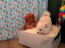 Pom Pomeranian puppies - Photo 8