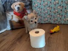 Pom Pomeranian puppies - Photo 9