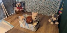 Pom Pomeranian puppies - Photo 10