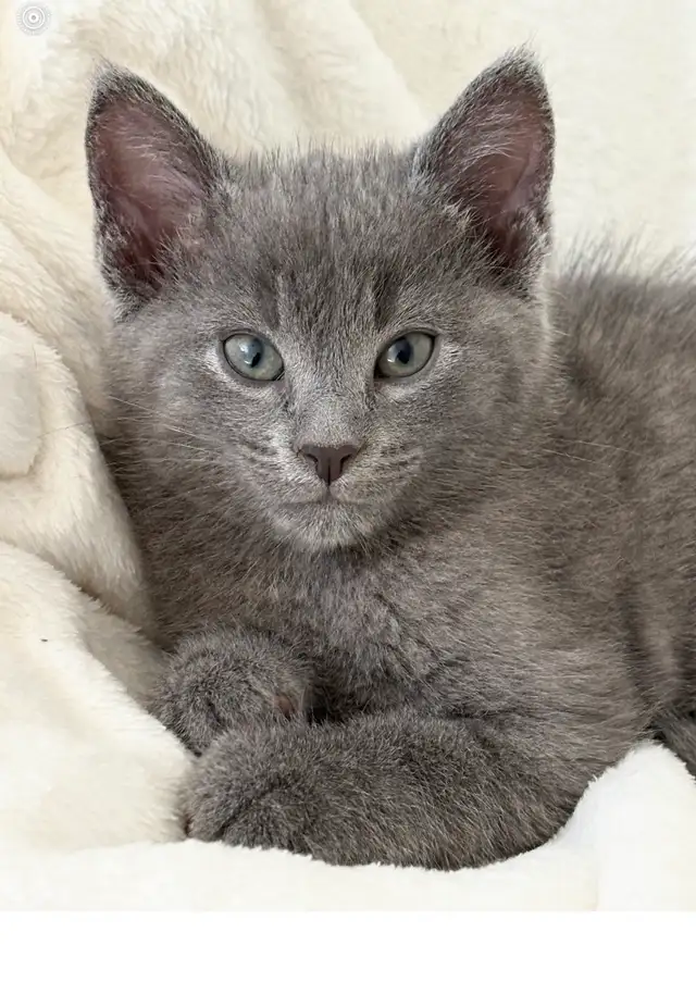 MALE KITTEN FOR SALE