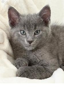 MALE KITTEN FOR SALE