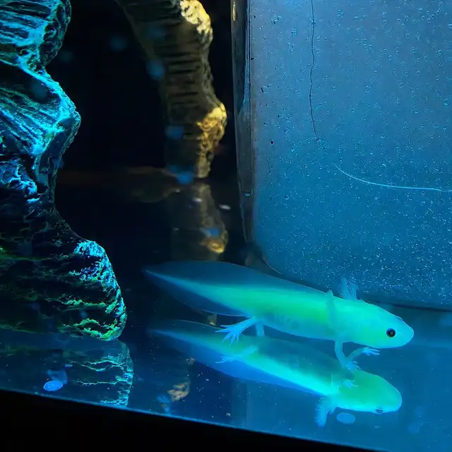 Glow Axolotl 5-6 inch