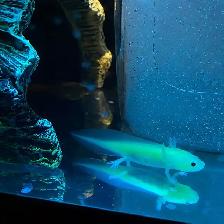 Glow Axolotl 5-6 inch