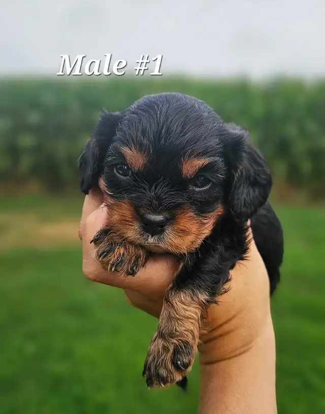 Cavalier puppies