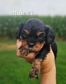 Cavalier puppies