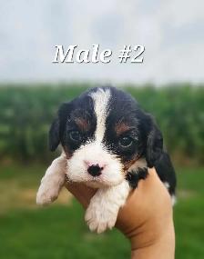 Cavalier puppies - Photo 2
