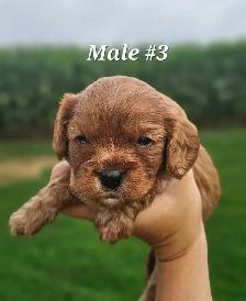 Cavalier puppies - Photo 3